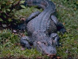 Chinese Alligator