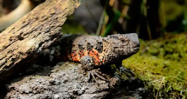 Chinese Crocodile Lizard
