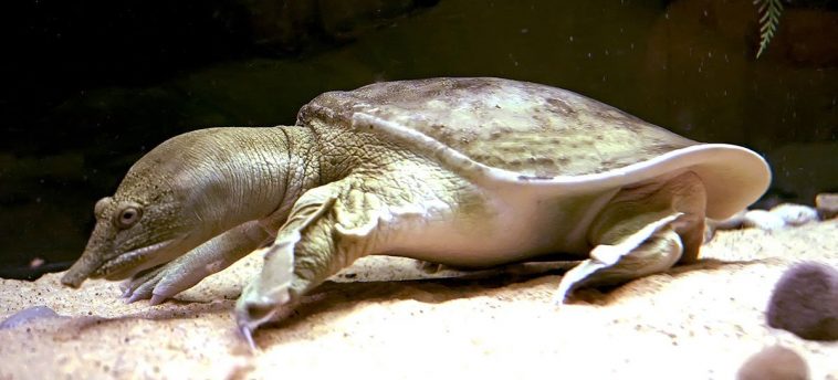 Chinese soft-shelled turtle
