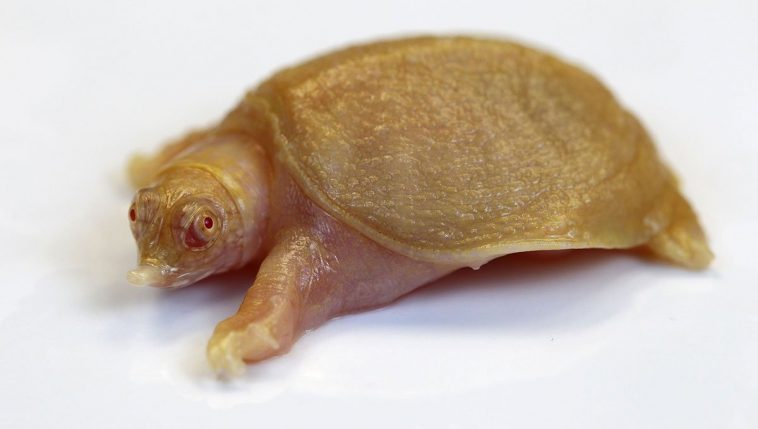 Chinese soft-shelled turtle