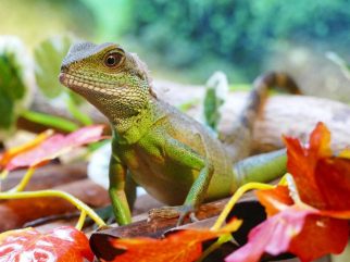 asian water dragon
