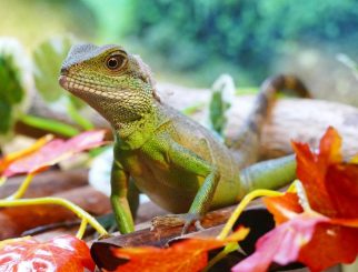 asian water dragon