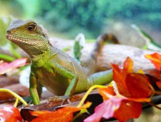 asian water dragon