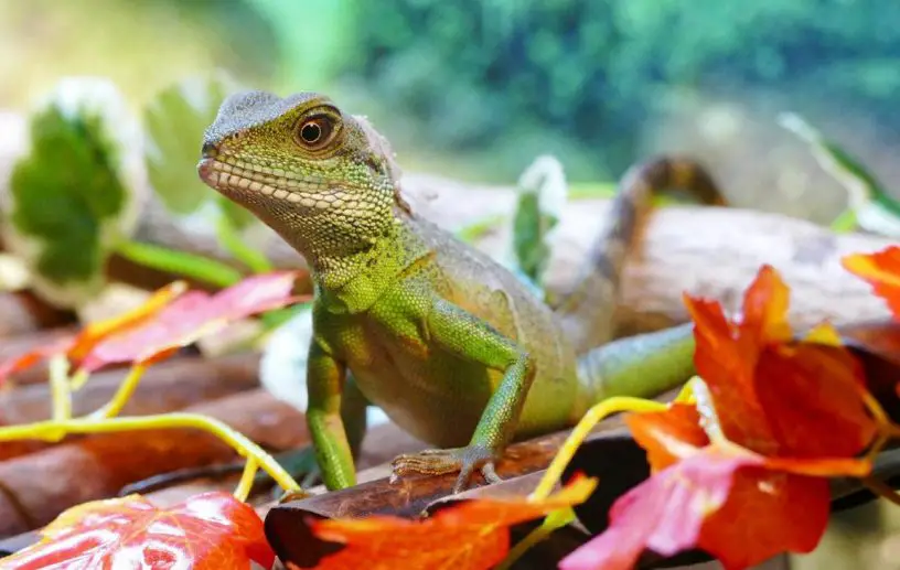 asian water dragon