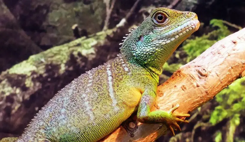 asian water dragon