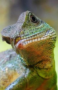 asian water dragon