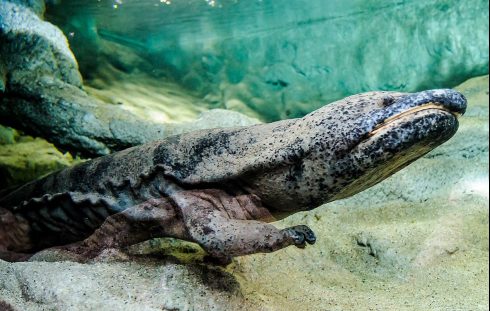 Chinese-giant-salamander
