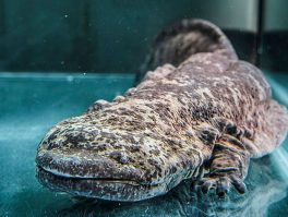 Chinese-giant-salamander