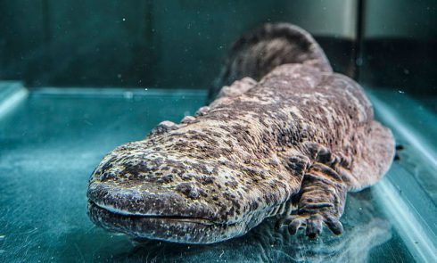 Chinese-giant-salamander