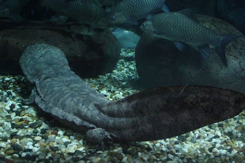 Chinese-giant-salamander