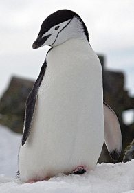 Chinstrap Penguin
