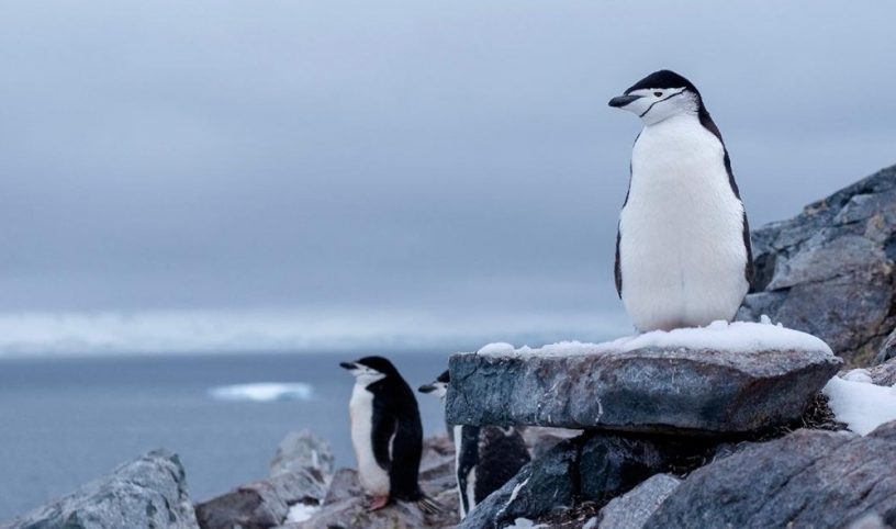 Chinstrap Penguin