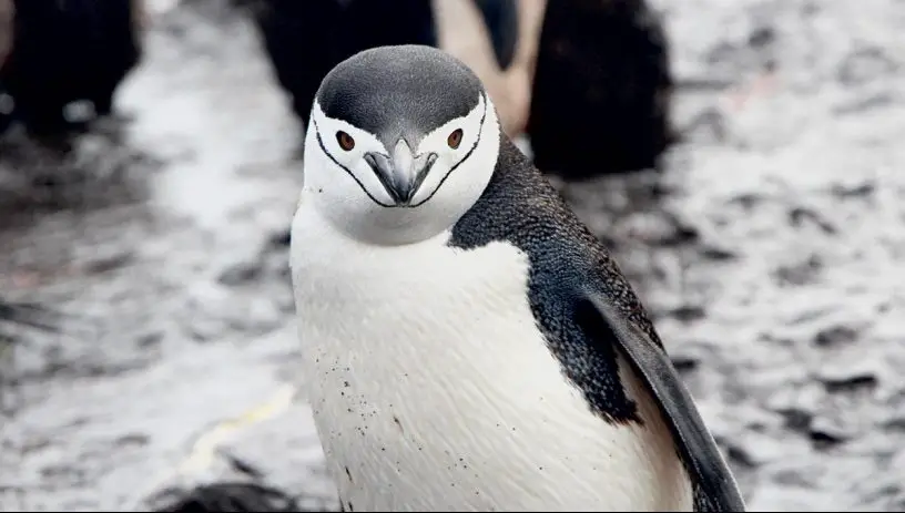 Chinstrap Penguin