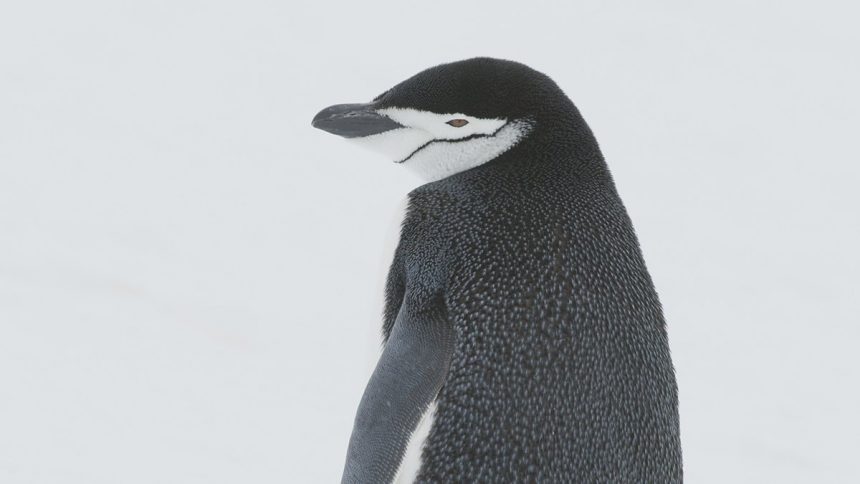 Chinstrap Penguin | The Animal Facts | Appearance, Diet, Habitat, Lifespan