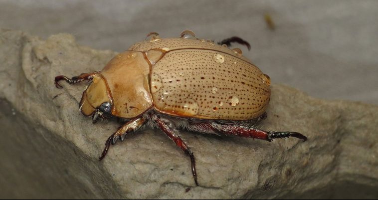 Christmas Beetle (Anoplognathus pallidicollis)