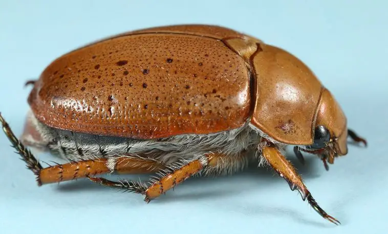 Christmas Beetle (Anoplognathus pallidicollis)