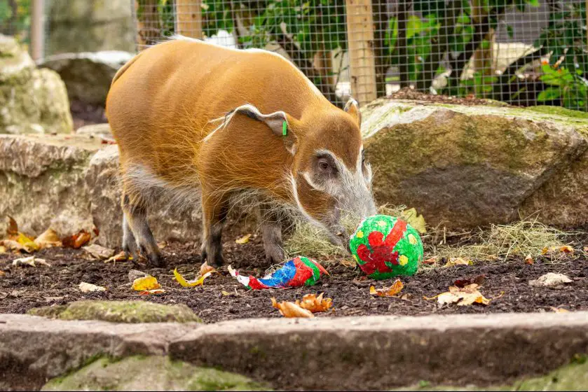 London Zoo Animals Enjoy Christmas Treats