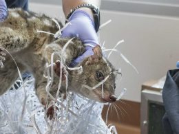 Chuditch Population Doubles at Taronga Western Plains Zoo