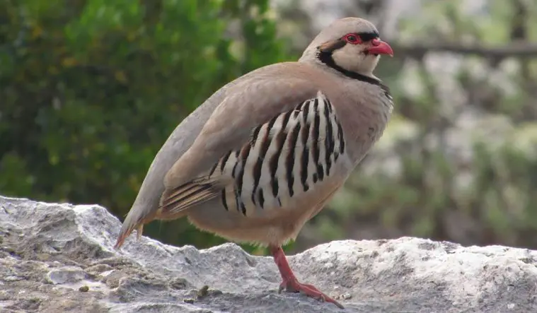 Chukar Partridge (Alectoris chukar)