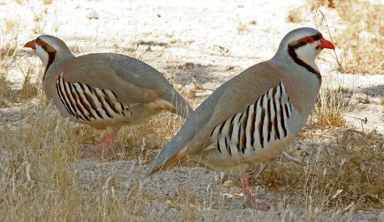 Chukar Partridge (Alectoris chukar)