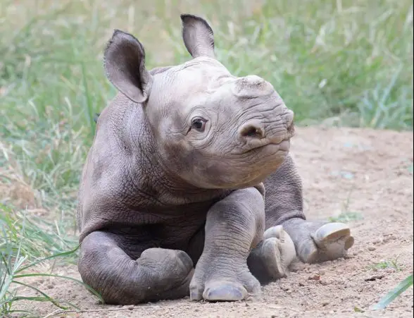 cincinnati zoo black rhino named