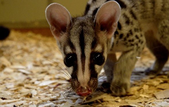 civet kitten newquay zoo