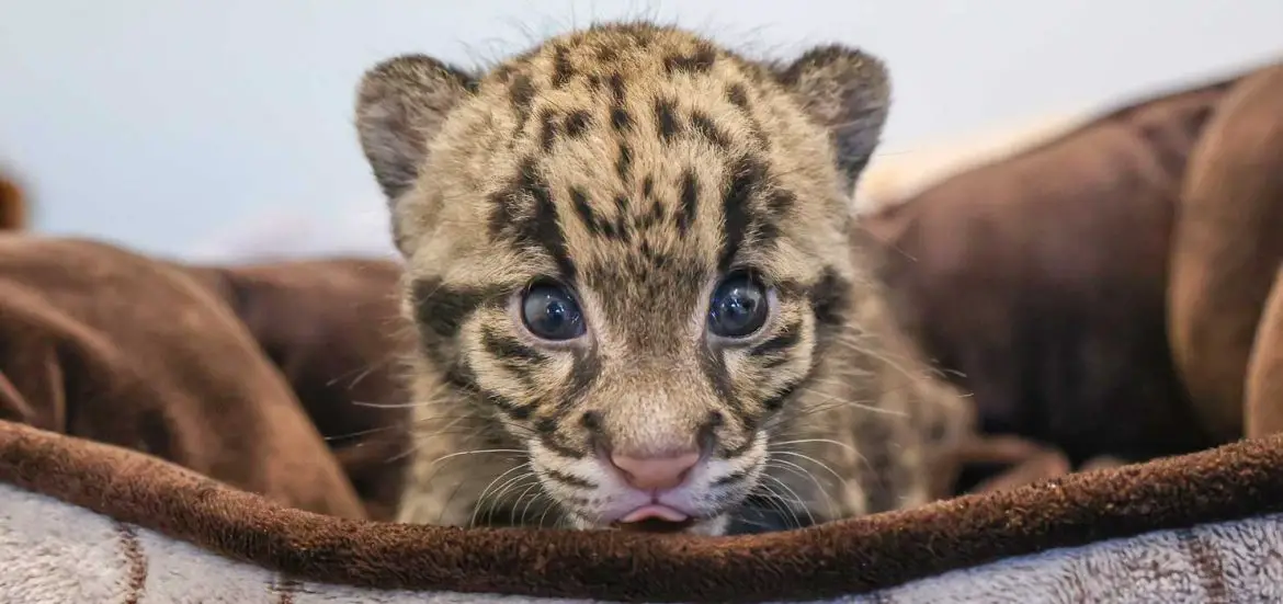 Clouded Leopard Cub at Nashville Zoo