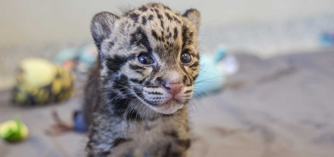 Clouded Leopard Cub at Nashville Zoo