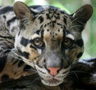 clouded leopard