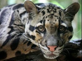 clouded leopard