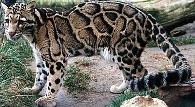 clouded leopard