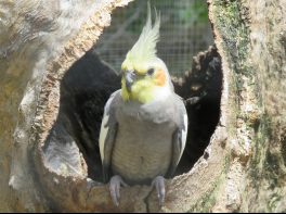 Cockatiel