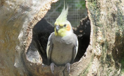 Cockatiel