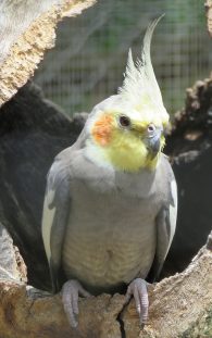 Cockatiel
