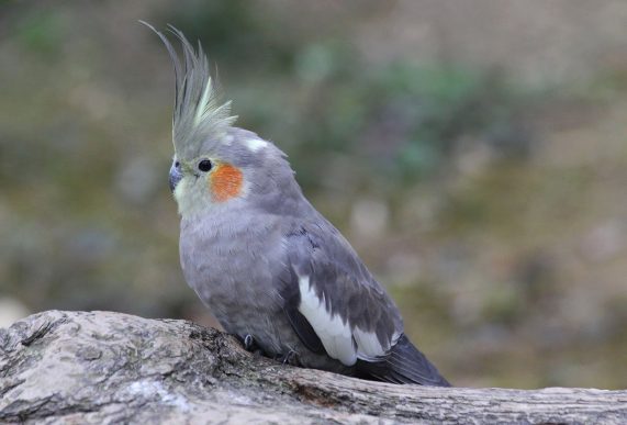 Cockatiel
