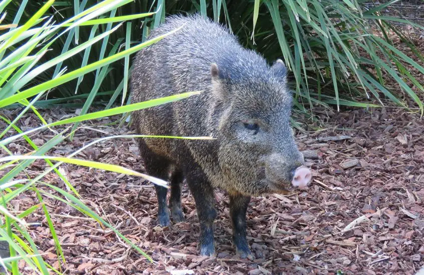 Collared Peccary