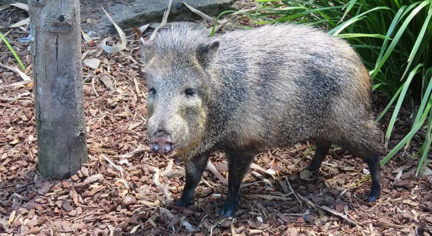 Collared Peccary