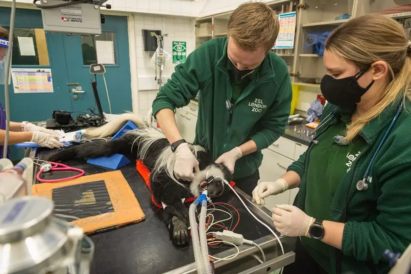 ZSL London Zoo Colobus Monkey Health Check