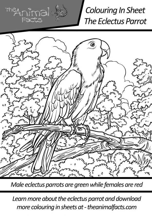 Ellen the Eclectus Parrot’s Colouring in Fun Page | The Animal Facts