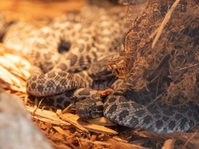 massasauga rattlesnakes columbus