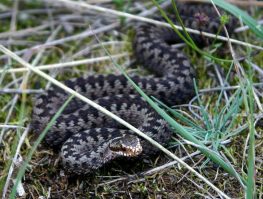 common adder