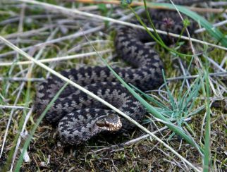 common adder
