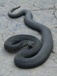 common adder
