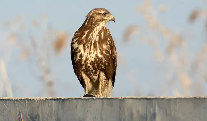 Common Buzzard The Animal Facts Appearance, Diet, Habitat