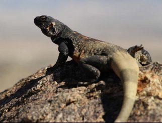 common chuckwalla