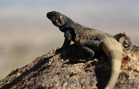 common chuckwalla