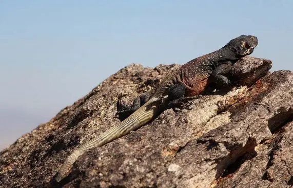 common chuckwalla