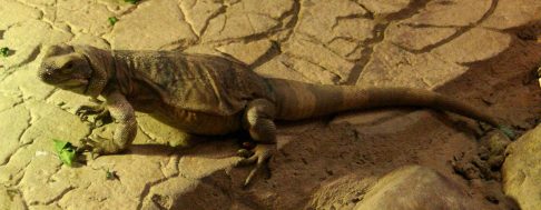 common chuckwalla