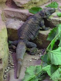 common chuckwalla