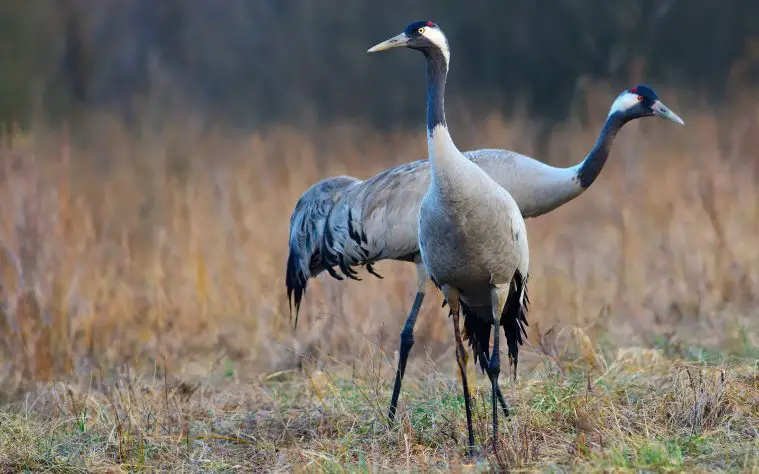 Common Crane (Grus grus)